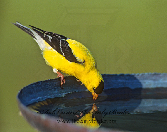 Spinus tristis  AMERICAN GOLDFINCH  256905