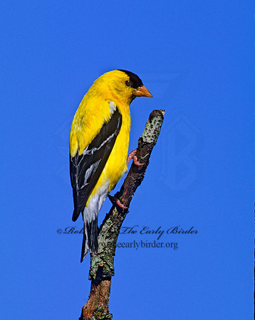 Spinus tristis  AMERICAN GOLDFINCH  257416