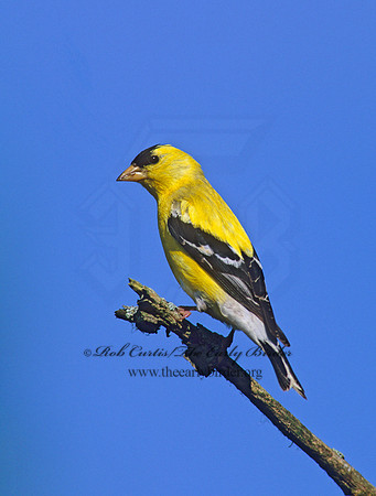 Spinus tristis  AMERICAN GOLDFINCH  257317