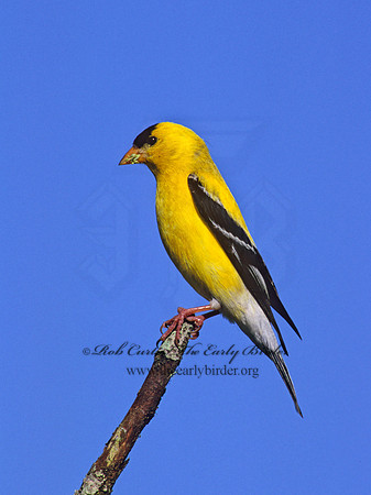 Spinus tristis  AMERICAN GOLDFINCH  257528