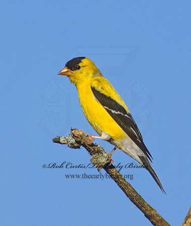 Spinus tristis  AMERICAN GOLDFINCH  257621