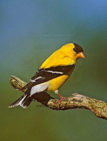 Spinus tristis  AMERICAN GOLDFINCH  257615