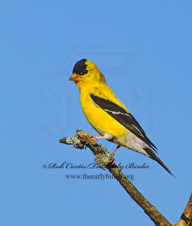 Spinus tristis  AMERICAN GOLDFINCH  257620