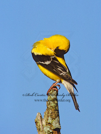 Spinus tristis  AMERICAN GOLDFINCH  257712