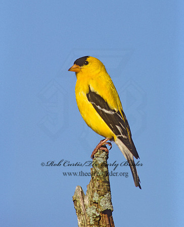 Spinus tristis  AMERICAN GOLDFINCH  257710