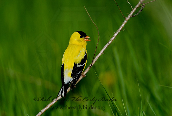 Spinus tristis  AMERICAN GOLDFINCH  5006582