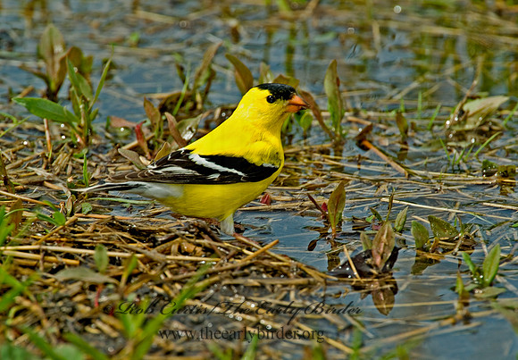 Spinus tristis  AMERICAN GOLDFINCH  4000567