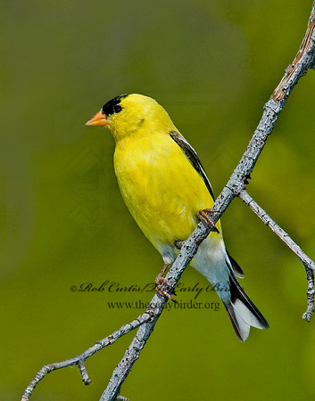 Spinus tristis  AMERICAN GOLDFINCH  5007457 V