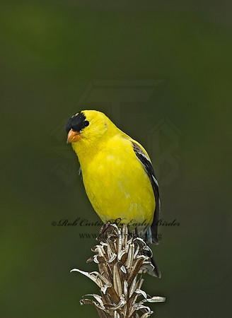 Spinus tristis  AMERICAN GOLDFINCH  5006782