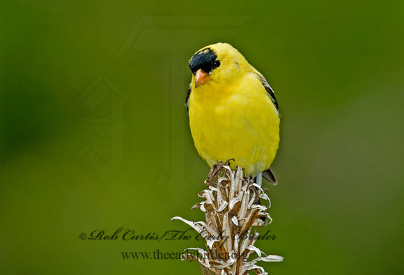 Spinus tristis  AMERICAN GOLDFINCH  5006779