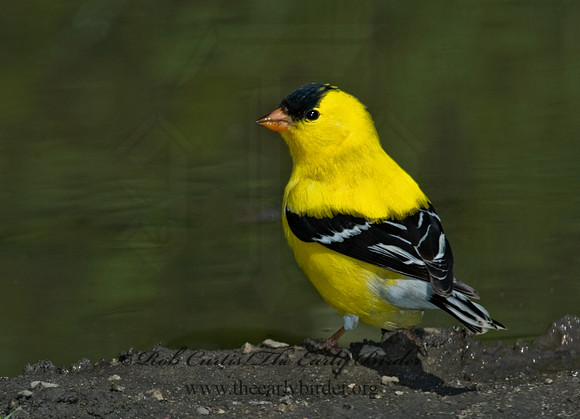 Spinus tristis  AMERICAN GOLDFINCH  5007708