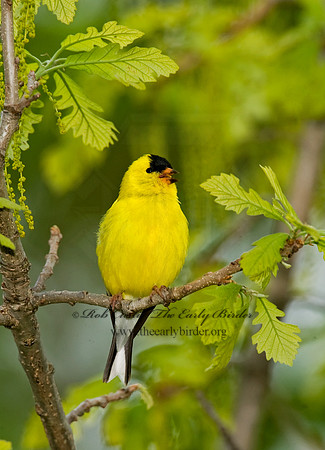 Spinus tristis  AMERICAN GOLDFINCH  8013045