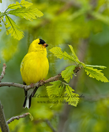 Spinus tristis  AMERICAN GOLDFINCH  8013047