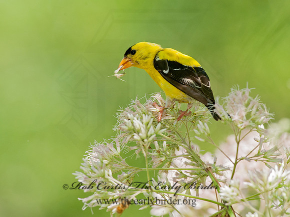 Spinus tristis  AMERICAN GOLDFINCH  8028823