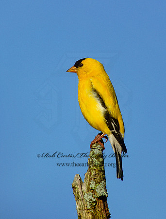 Spinus tristis  AMERICAN GOLDFINCH  257717