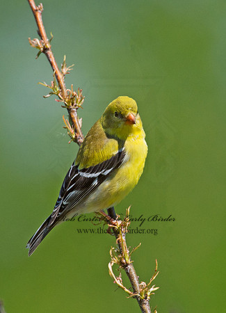 Spinus tristis  AMERICAN GOLDFINCH  9001230