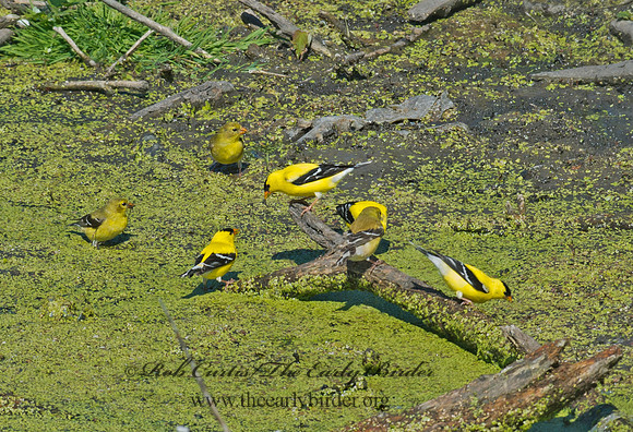 Spinus tristis  AMERICAN GOLDFINCH  9002829