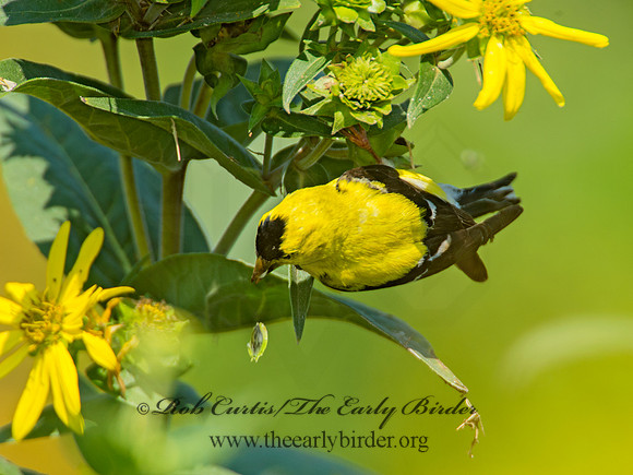 Spinus tristis  AMERICAN GOLDFINCH  9003893