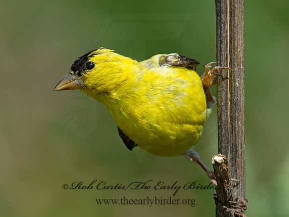 Spinus tristis  AMERICAN GOLDFINCH  9003930