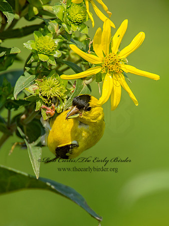 Spinus tristis  AMERICAN GOLDFINCH  9003896
