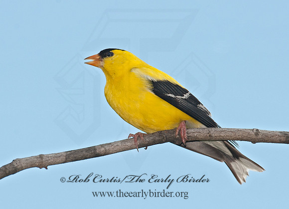 Spinus tristis  AMERICAN GOLDFINCH 8033218