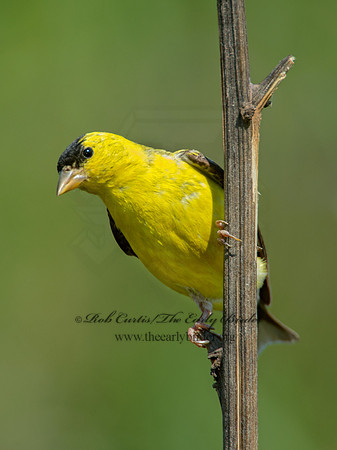 Spinus tristis  AMERICAN GOLDFINCH  9003933