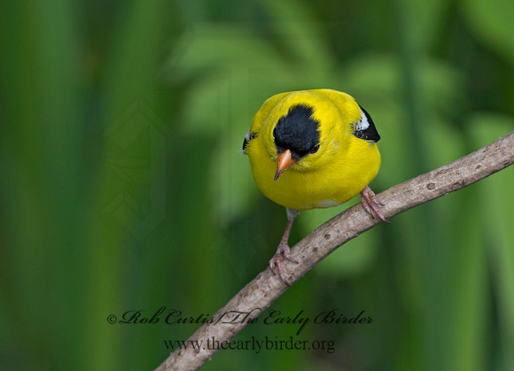 Spinus tristis  AMERICAN GOLDFINCH 9045505