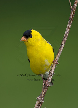 Spinus tristis  AMERICAN GOLDFINCH 9045500