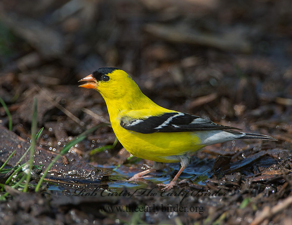 Spinus tristis  AMERICAN GOLDFINCH 9038816