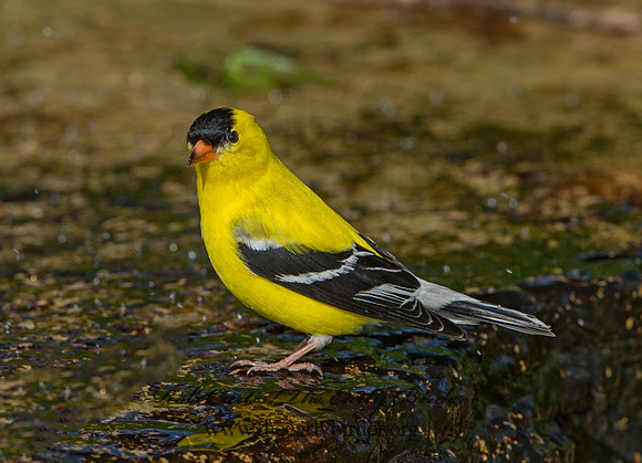 Spinus tristis  AMERICAN GOLDFINCH 9045541