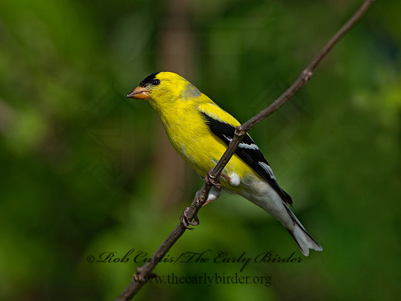 Spinus tristis  AMERICAN GOLDFINCH 9045537
