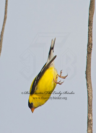Spinus tristis  AMERICAN GOLDFINCH  9002215