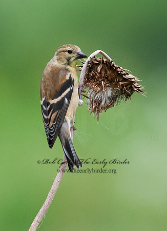 Spinus tristis  AMERICAN GOLDFINCH  3003318