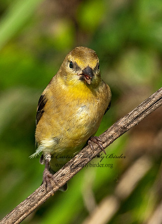 Spinus tristis  AMERICAN GOLDFINCH  3004256