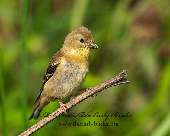 Spinus tristis  AMERICAN GOLDFINCH  3004257