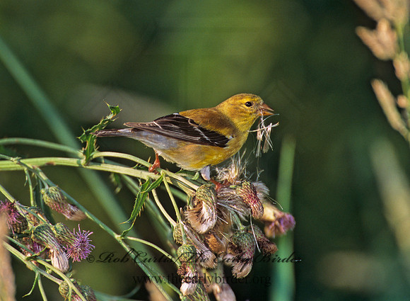 Spinus tristis  AMERICAN GOLDFINCH  292110