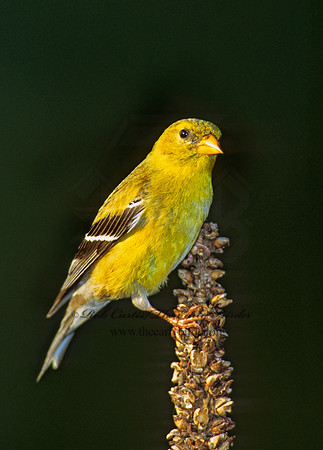 Spinus tristis  AMERICAN GOLDFINCH  256912