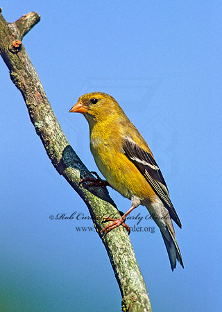 Spinus tristis  AMERICAN GOLDFINCH  257306