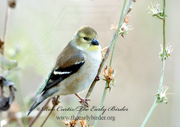 Spinus tristis  AMERICAN GOLDFINCH  5003342