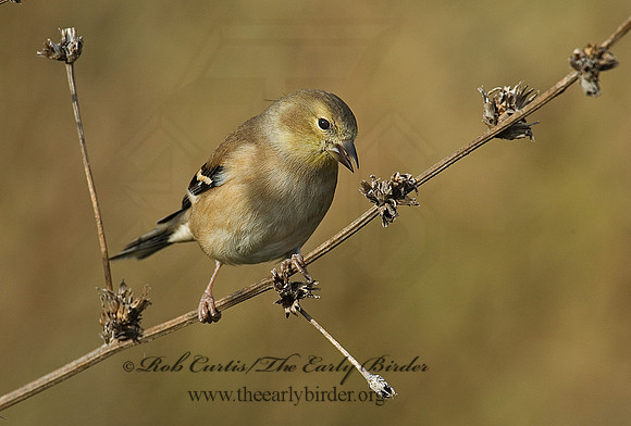 Spinus tristis  AMERICAN GOLDFINCH  5003352