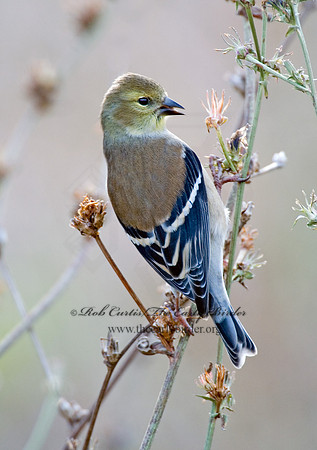 Spinus tristis  AMERICAN GOLDFINCH  5003343