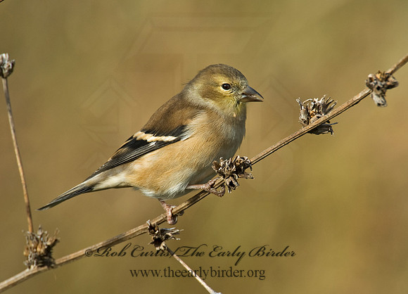 Spinus tristis  AMERICAN GOLDFINCH  5003353
