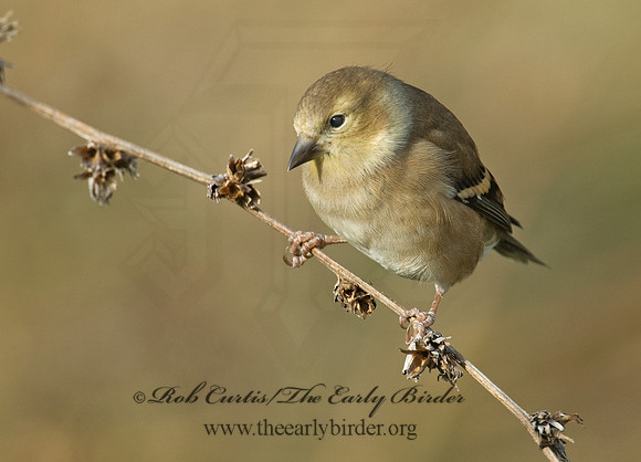 Spinus tristis  AMERICAN GOLDFINCH  5003356