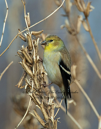 Spinus tristis  AMERICAN GOLDFINCH  5003359
