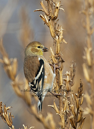 Spinus tristis  AMERICAN GOLDFINCH  5003365