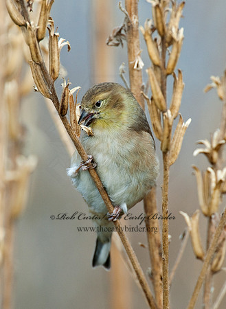 Spinus tristis  AMERICAN GOLDFINCH  5003361