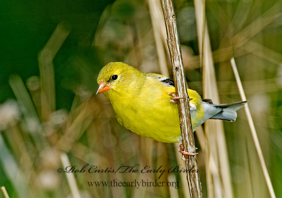 Spinus tristis  AMERICAN GOLDFINCH  5006879