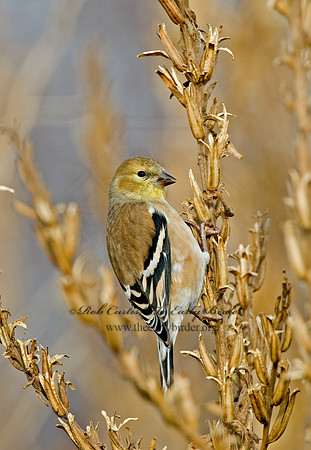 Spinus tristis  AMERICAN GOLDFINCH  5003368