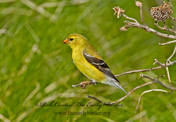 Spinus tristis  AMERICAN GOLDFINCH  5007460