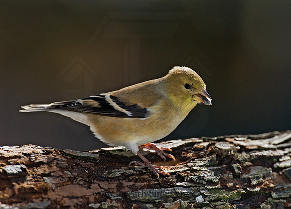 Spinus tristis  AMERICAN GOLDFINCH  6001041